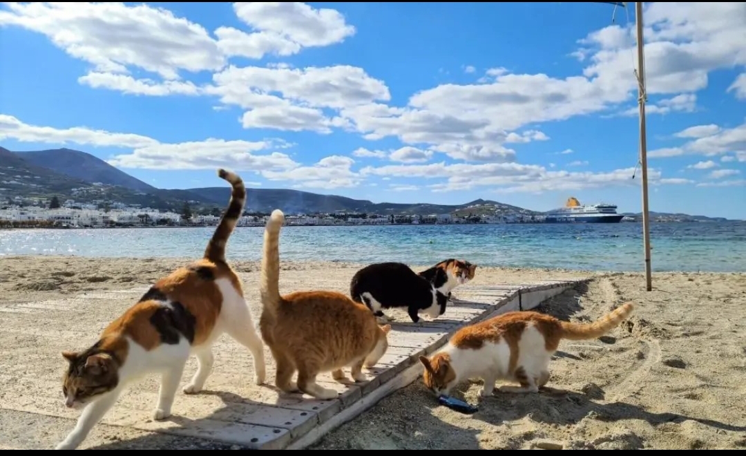 Συναγερμός στον Ωρωπό! Δεκάδες καταγγελίες για νεκρά και εξαφανισμένα γατάκια! Φόβοι για δηλητηριάσεις!